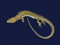 藏品(麗紋石龍子)的圖片